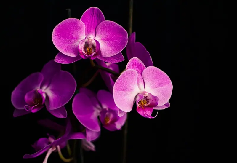 Bunga orkid