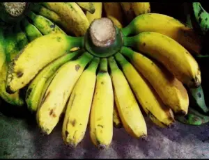 jenis pisang