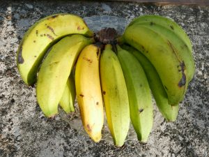 pisang embun