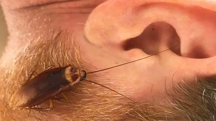 serangga masuk telinga