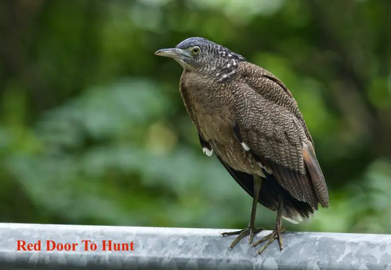 jenis burung di malaysia