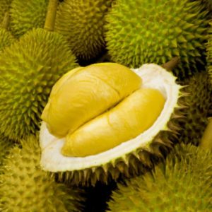 jenis durian