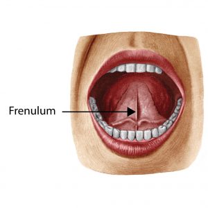 frenulum linguae