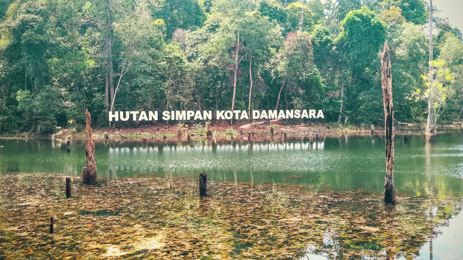 Hutan Simpan Komuniti Kota Damansara