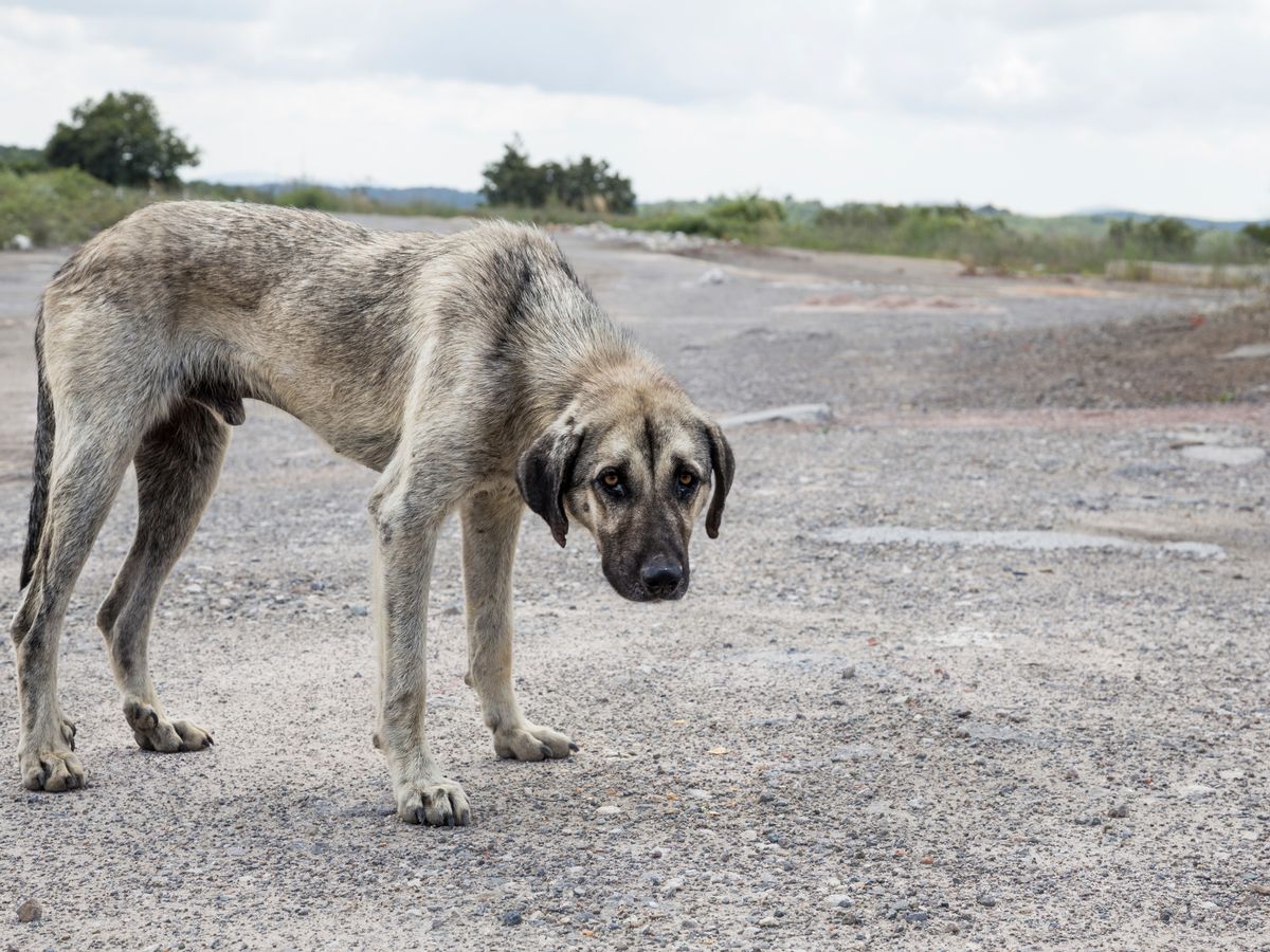 5 Petua Halau Anjing Liar: Lepas Ni Jangan Takut Lagi - Bidadari.My