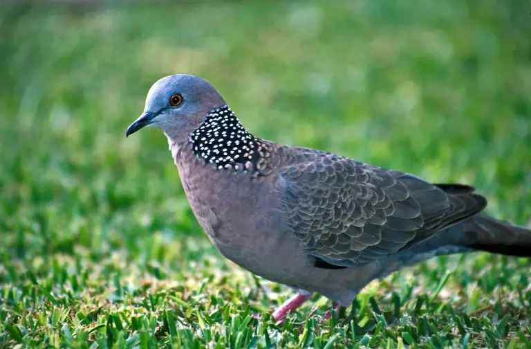 jenis jenis burung di malaysia