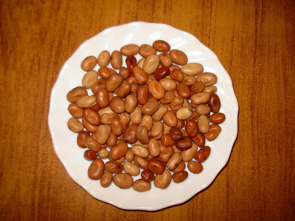 Kacang parang