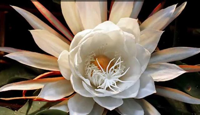 20 Bunga Tercantik Di Dunia. Ramai Terkejut Tengok Bunga Terakhir