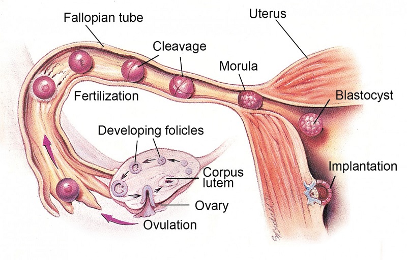 proses ovulasi