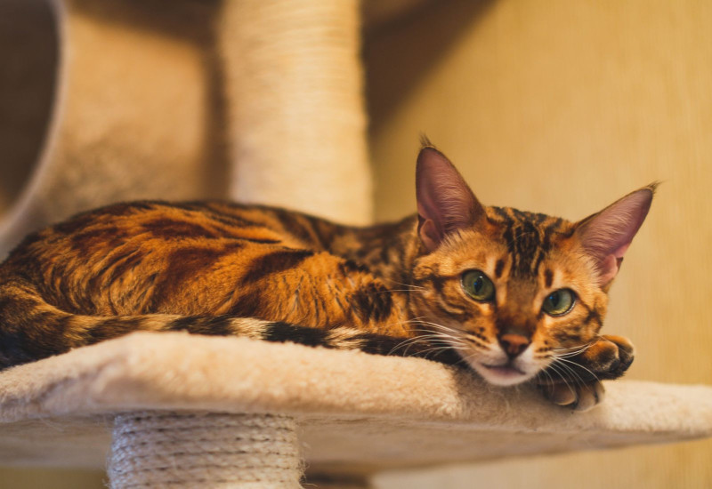 Kucing Bengal : Jenis, Ciri-Ciri, Sifat Dan Fakta Menarik - Bidadari.My