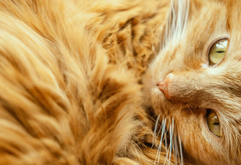 10 Fakta Menarik Kucing Maine Coon - Bidadari.My